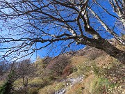 16 I faggi hanno ormai perso le foglie